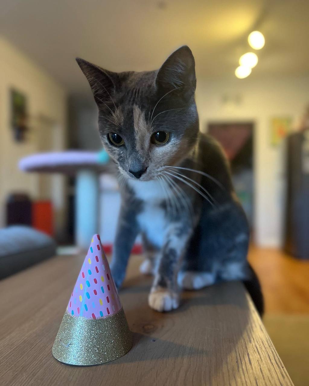 Lily investigating a tiny birthday party hat on the kitchen table