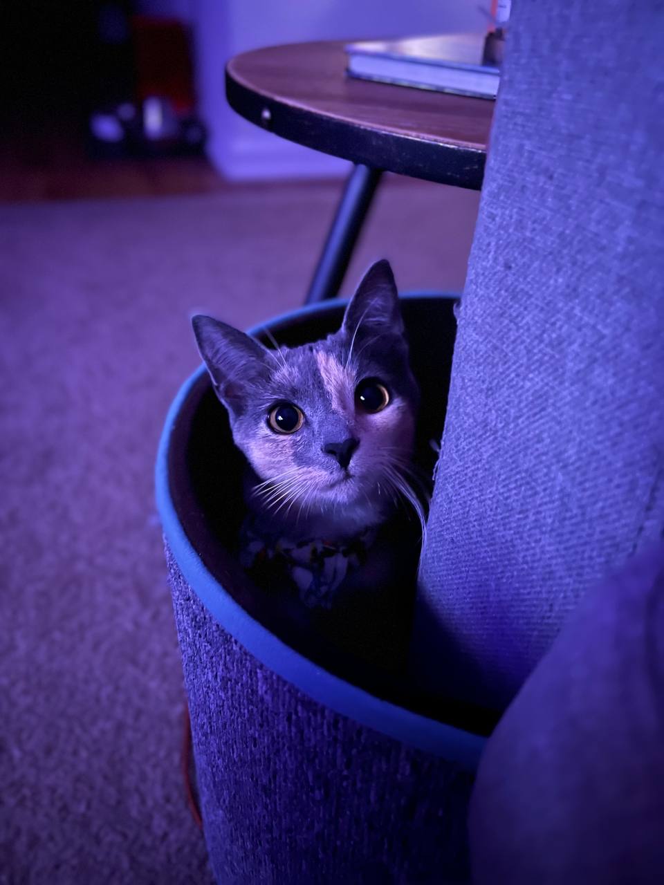 Lily peeking out of a cozy cat bed in purple ambient lighting