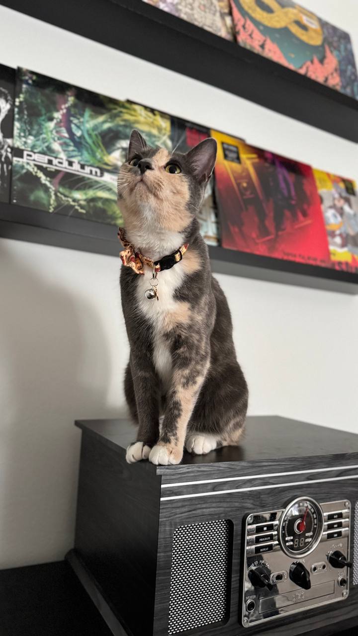 Lily sitting regally on a record player with vinyl records behind her