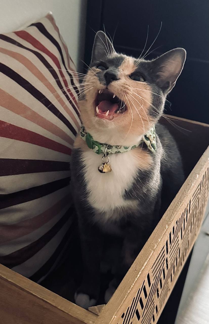 Lily mid-yawn in a basket, full personality on display
